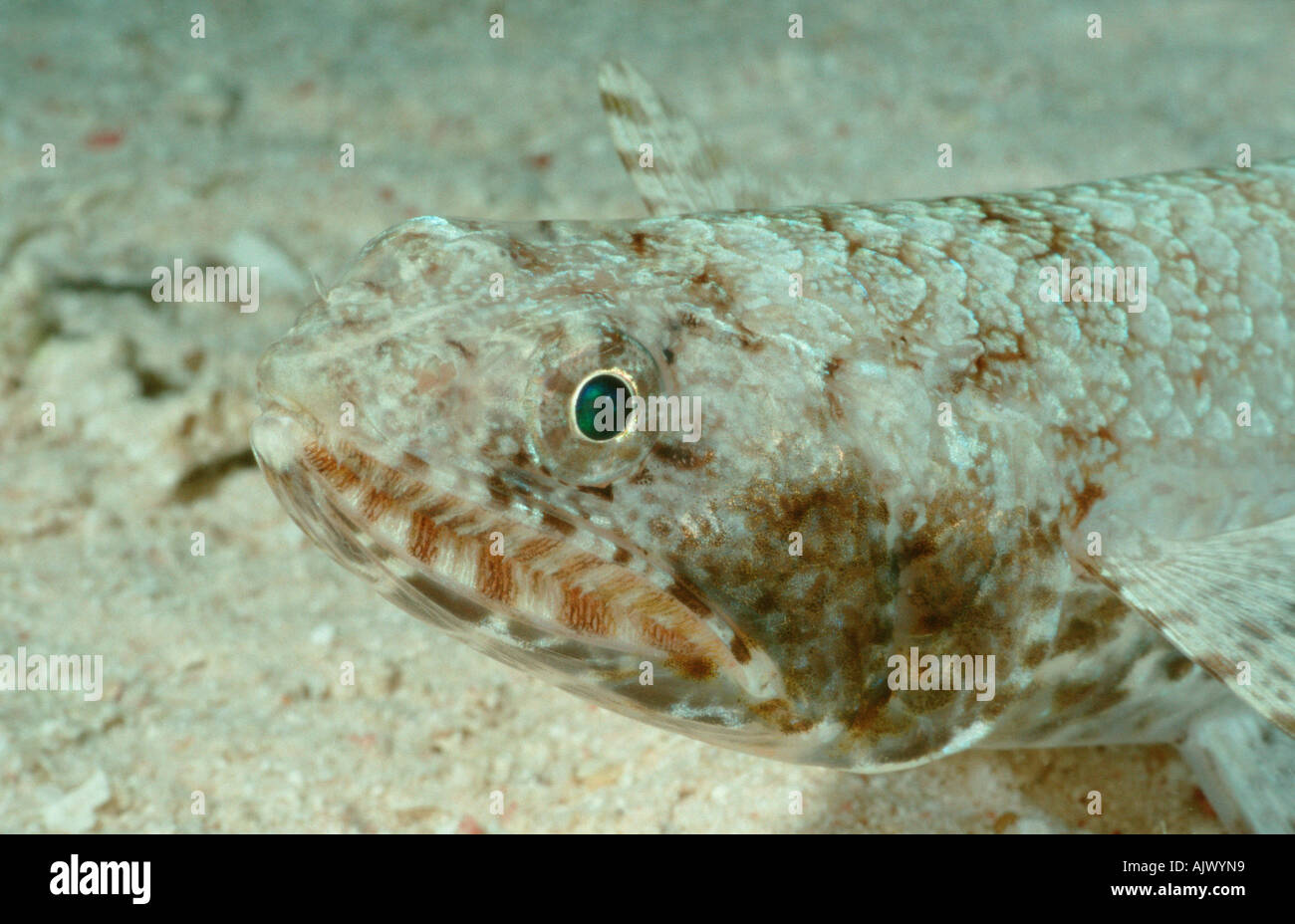 Graceful Lizardfish Stock Photo