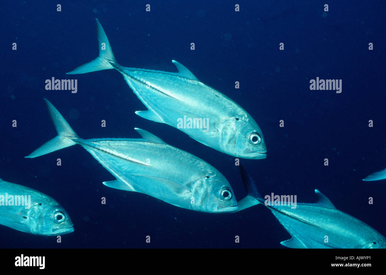 Horseeye Jack / Horseeye Trevally Stock Photo Alamy