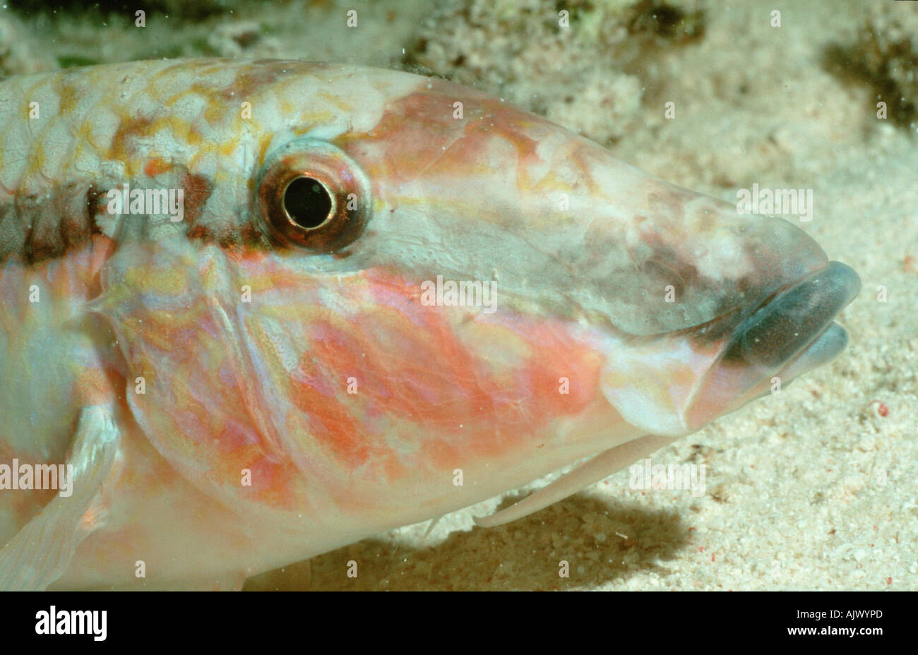 Goatfish hi-res stock photography and images - Alamy