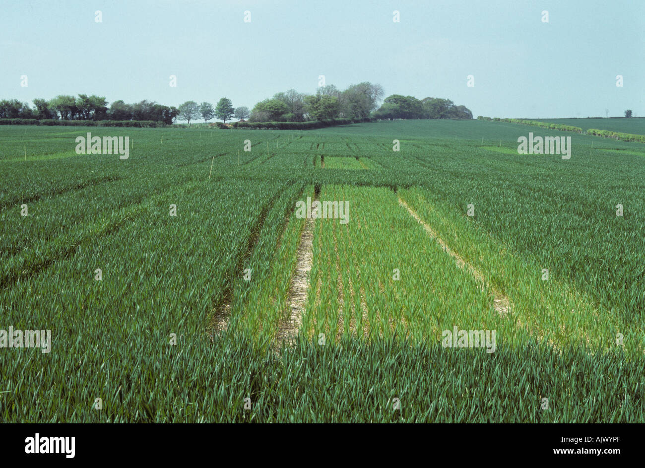 Wheat crop plots with normal nitrogen fertilizer application compared