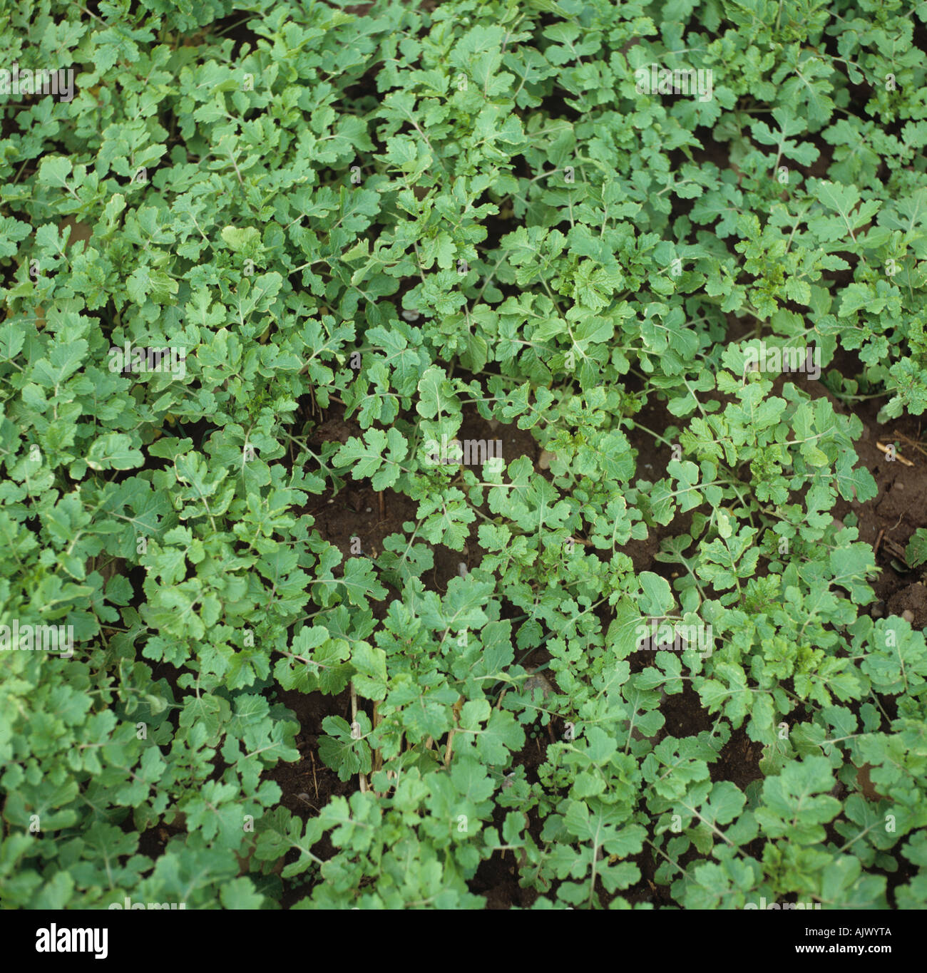 White mustard Sinapis alba seedling cover or break crop Nottinghamshire Stock Photo
