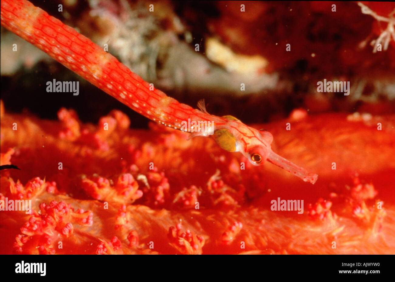 Gilded Pipefish Stock Photo