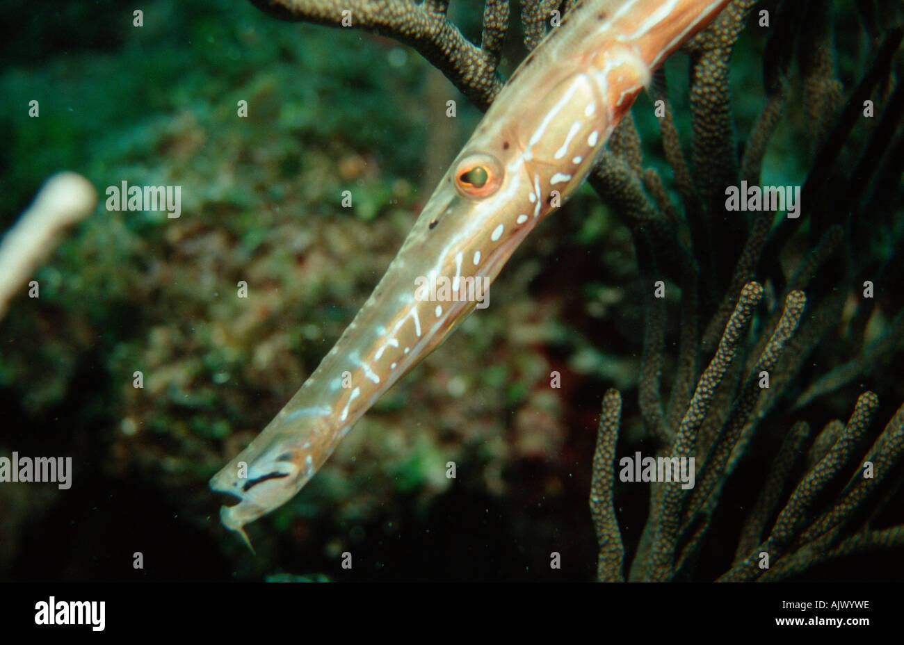 hires stock photography and images Alamy