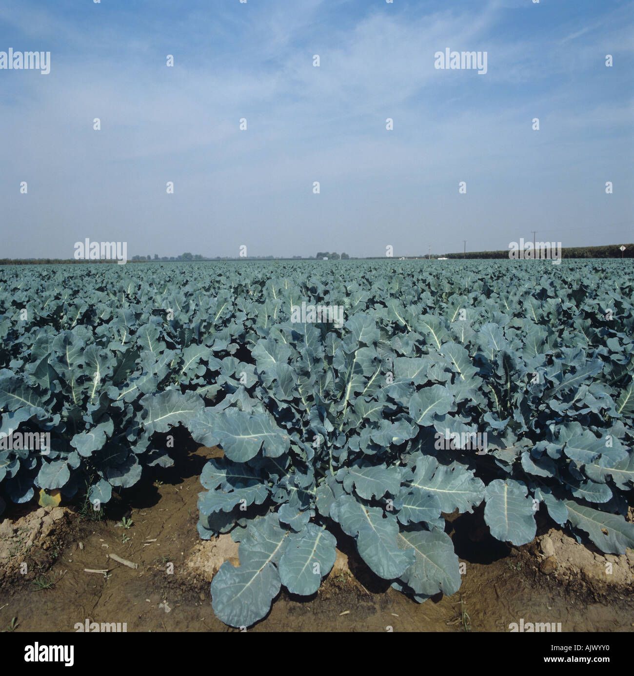Irrigated brussels sprout crop mid term California Stock Photo