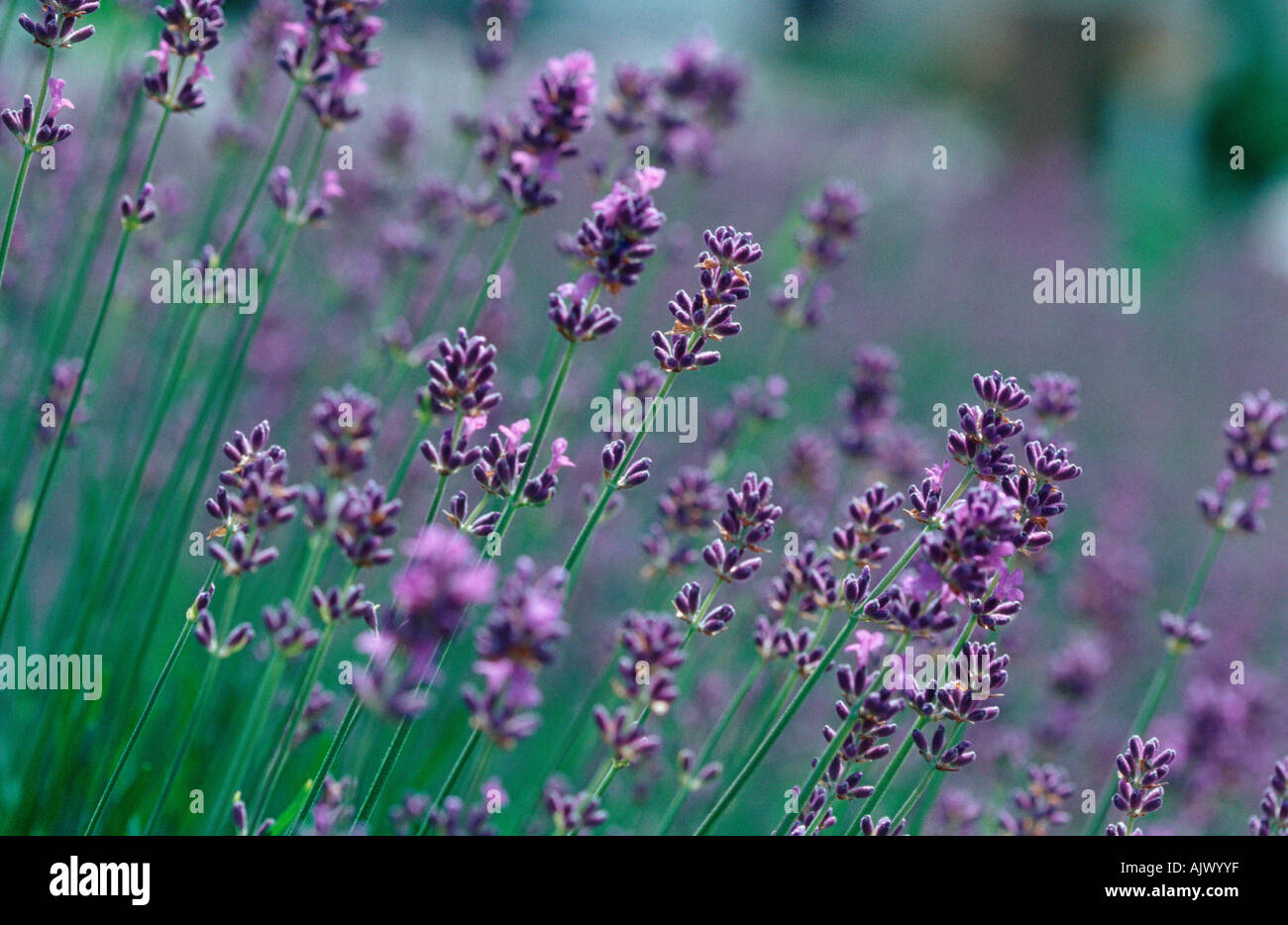 Lavender / Echter Lavendel Stock Photo
