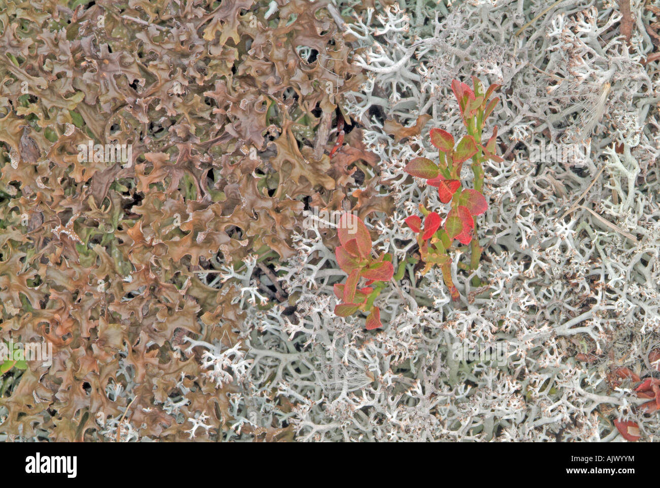 Iceland Moss (Cetraria islandica) to the left, Reindeer Lichen (Cladonia portentosa) to the right Stock Photo