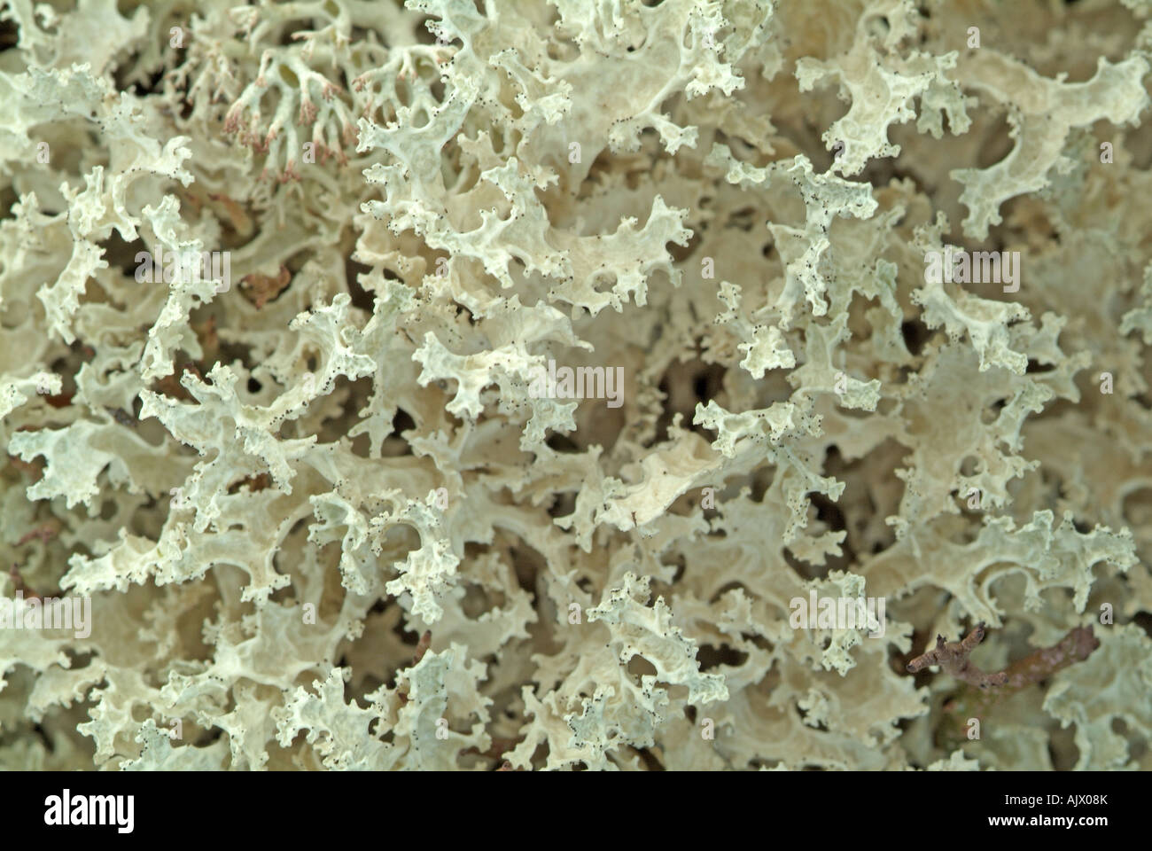 Lichen (Cetraria cucullata) Stock Photo