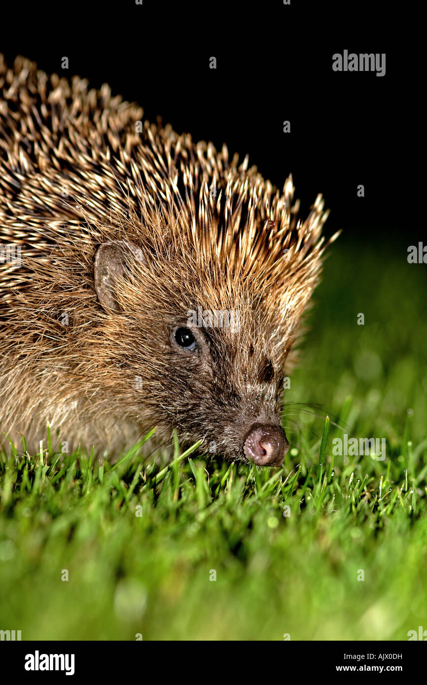 Hedgehog - UK Stock Photo - Alamy