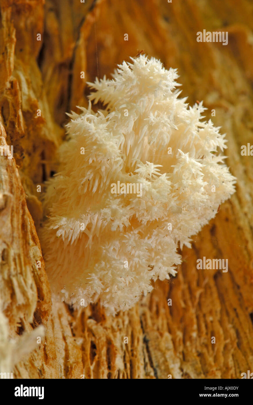 Bearded Tooth (Hericium clathroides) on beech wood Stock Photo