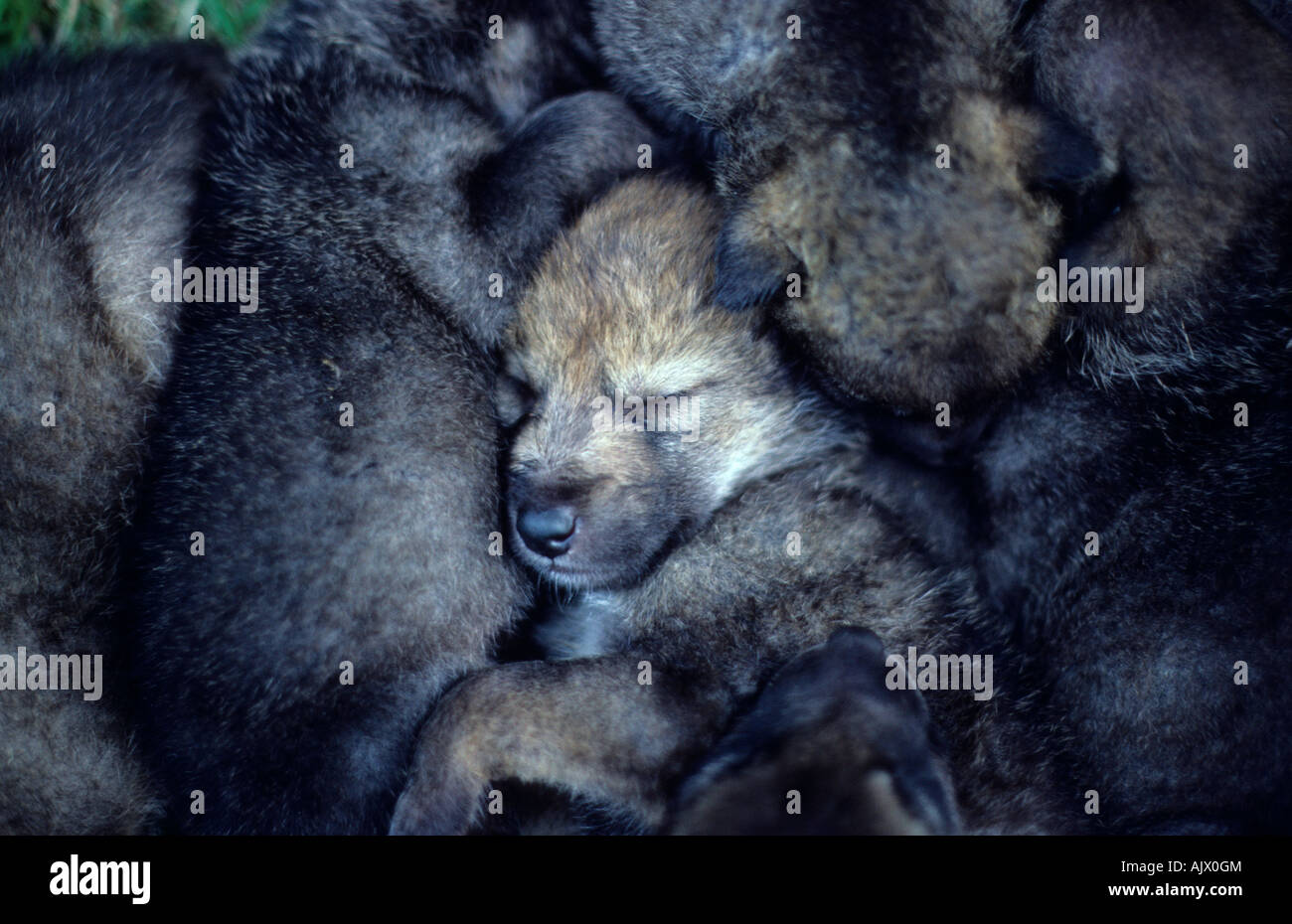 Europ Wölfe Jungtiere schlafend Bayerischer Wald Canis lupus | european wolves pups sleeping bavarian forest Canis lupus Stock Photo