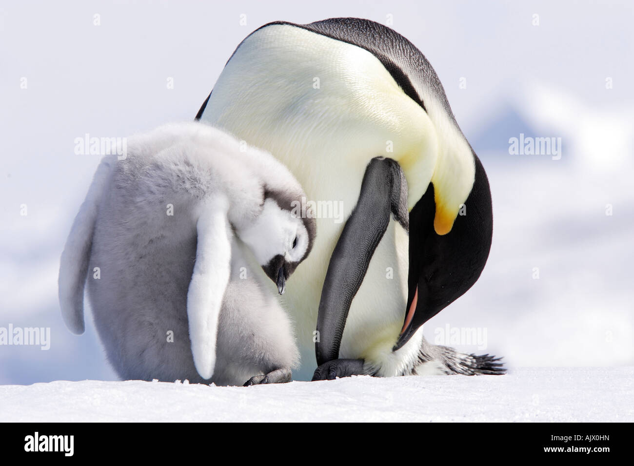 Emperor Penguin (Aptenodytes forsteri), adult with chick, both preening Stock Photo