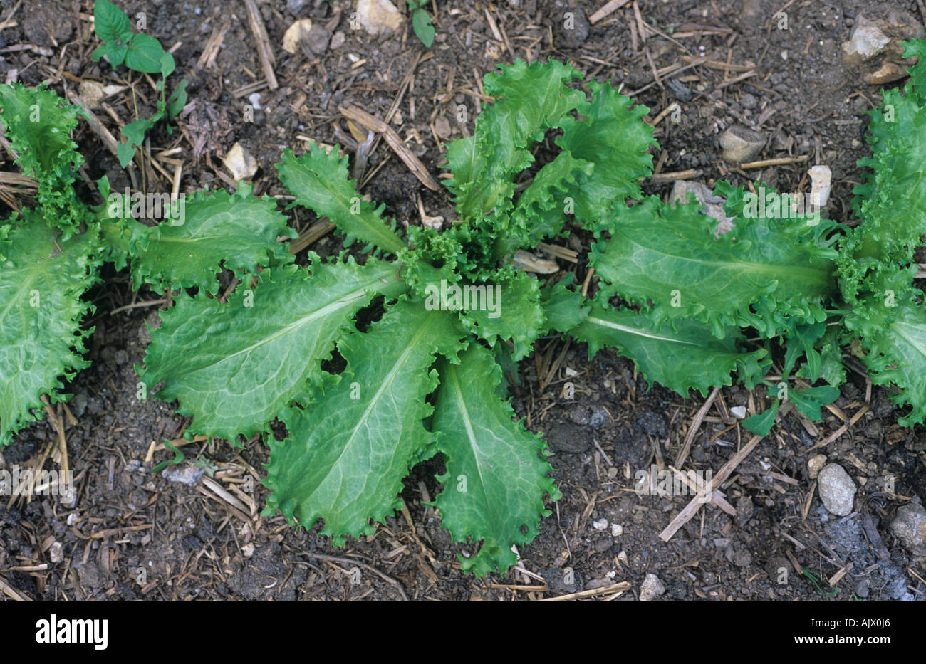 Young endive plants a salad leaf vegetable Stock Photo