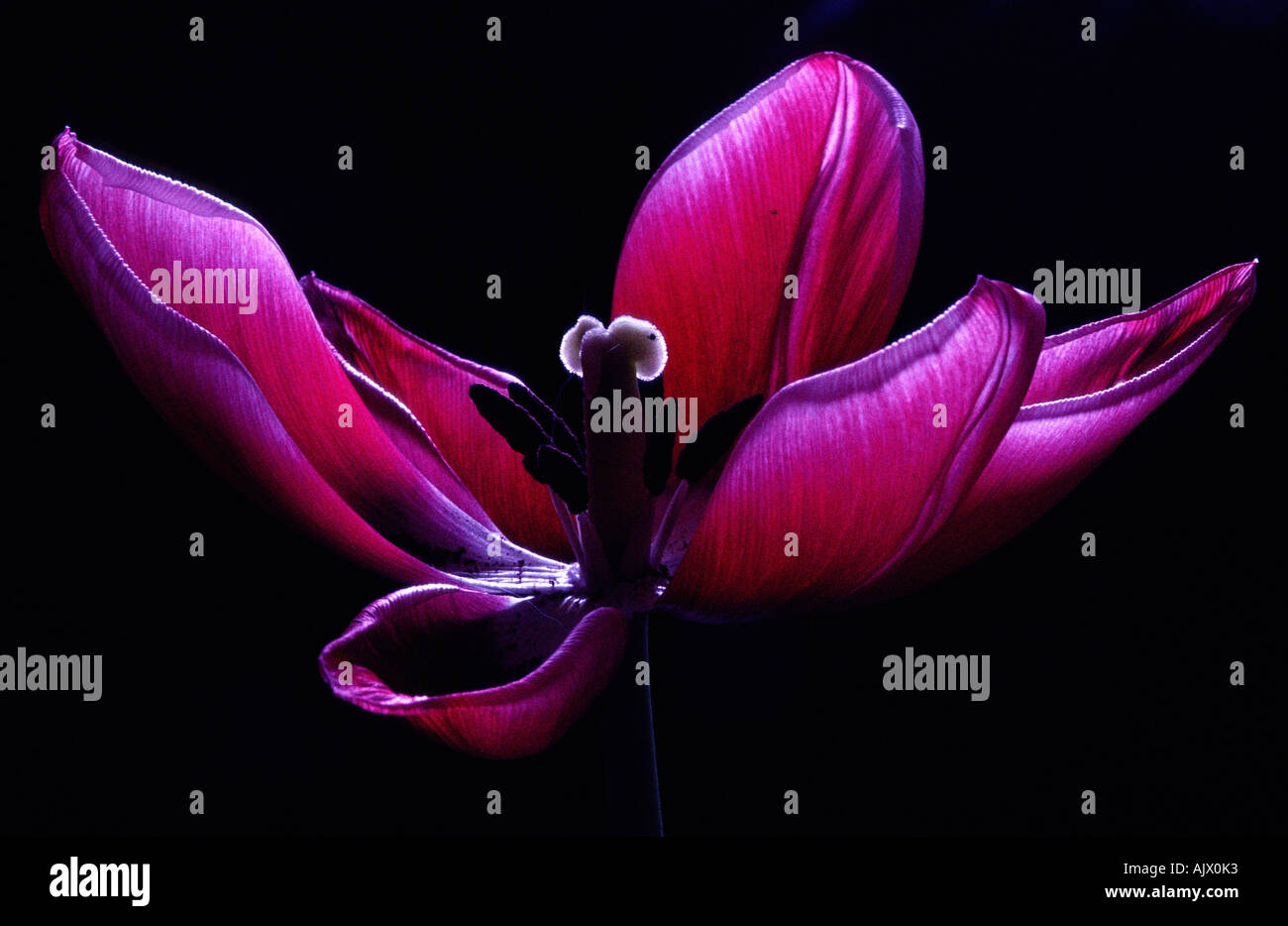 Tulpe liliaceae tulip hi-res stock photography and images - Alamy