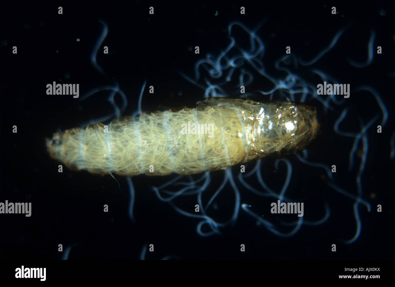 Sciarid fly larva Lycoriella auripila parasitised by nematodes Heterorhabditis sp Stock Photo
