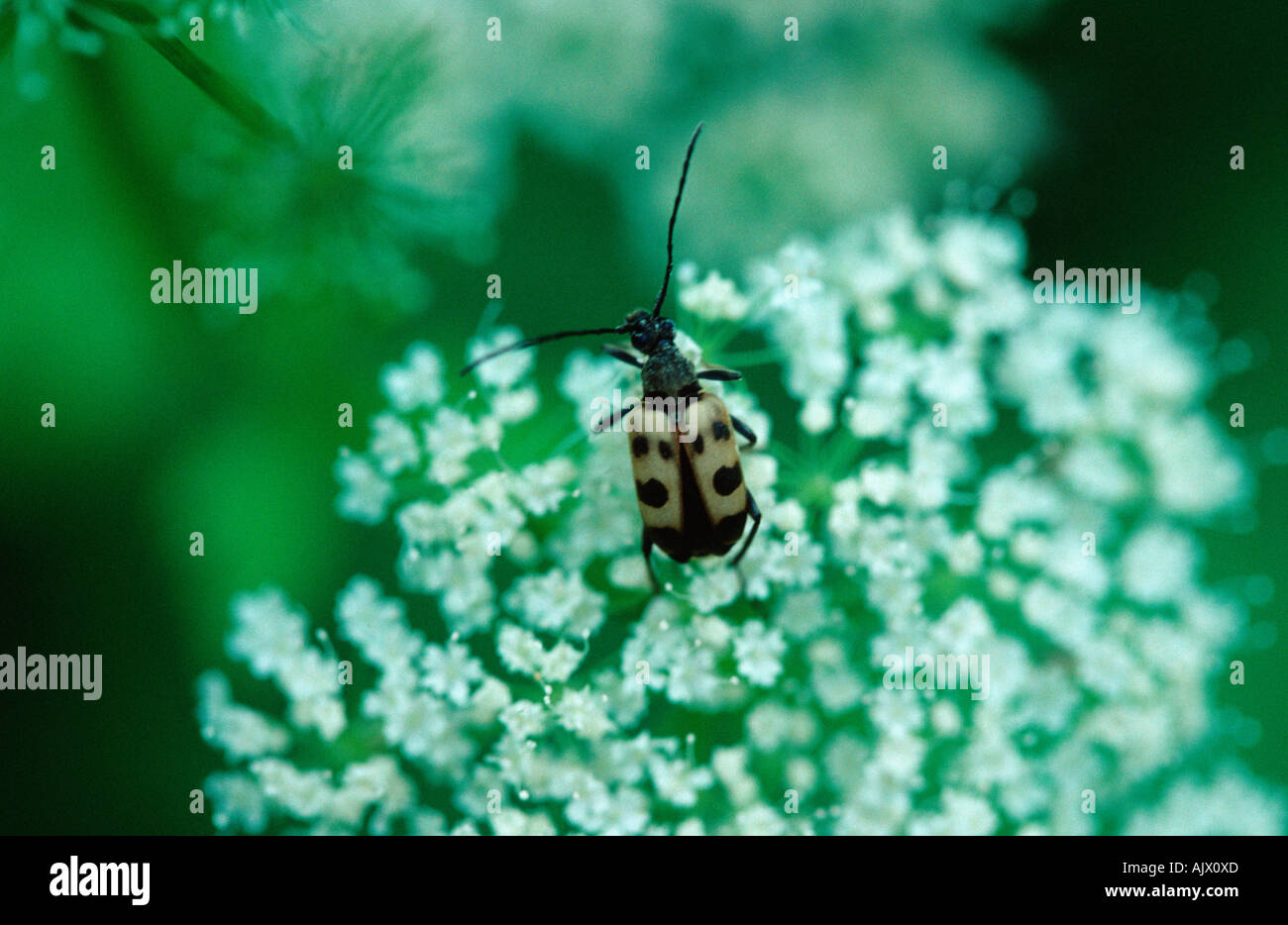 Longhorn Beetle / Gefleckter Bluetenhalsbock / Gefleckter Schmalbock Stock Photo