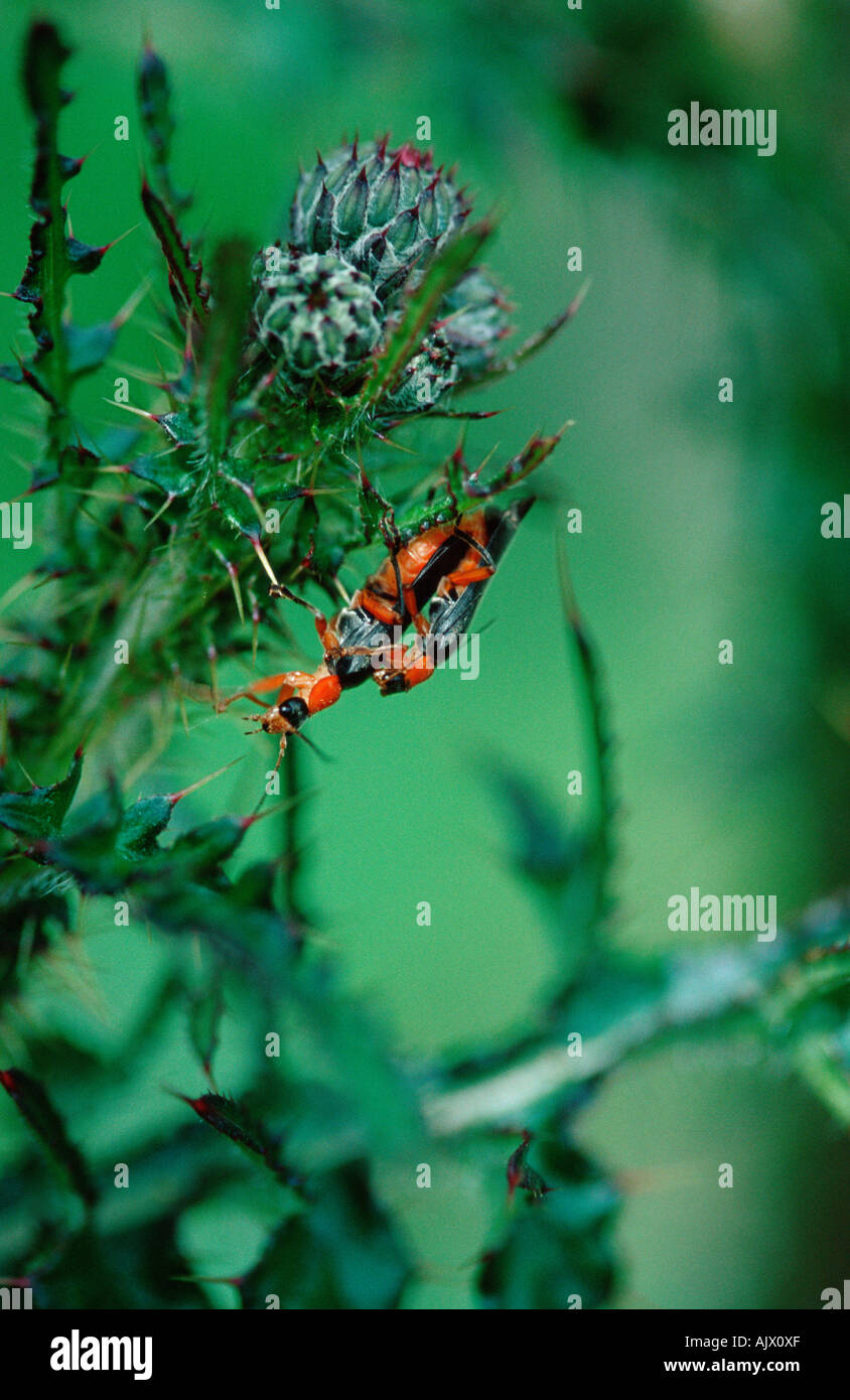Common Soldier Beetle / Common Cantharid Stock Photo