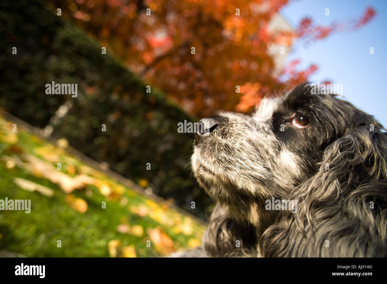 cocker spaniel in Autumn colours background Stock Photo - Alamy