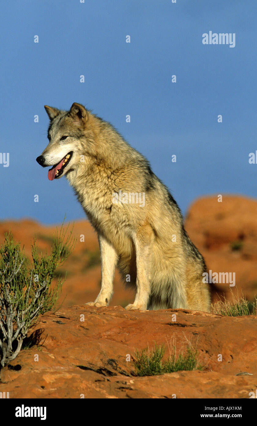 Wolf auf Felsen sitzend Canis lupus USA | wolf sitting on a rock Canis lupus USA Stock Photo
