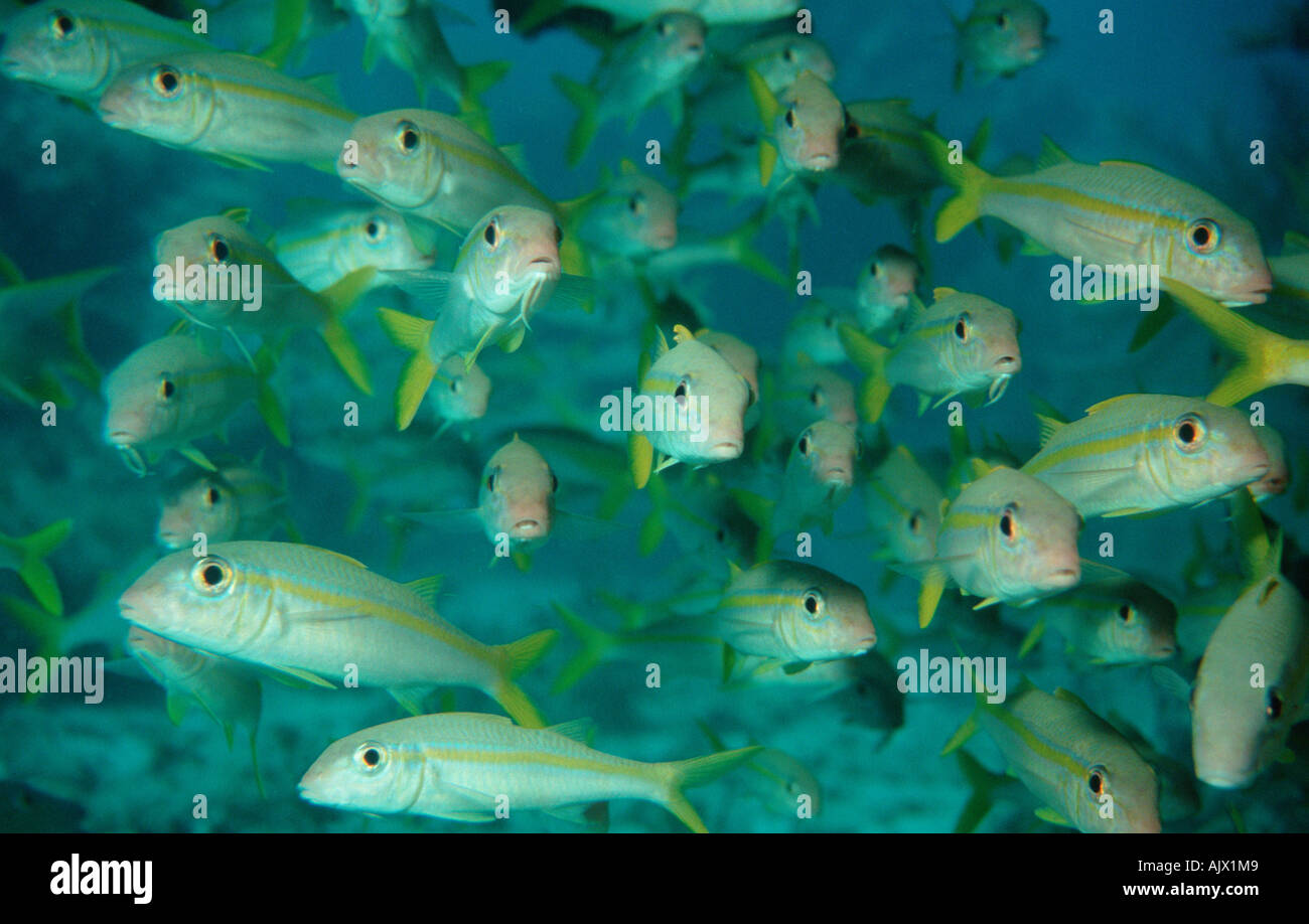 Goatfish hi-res stock photography and images - Alamy