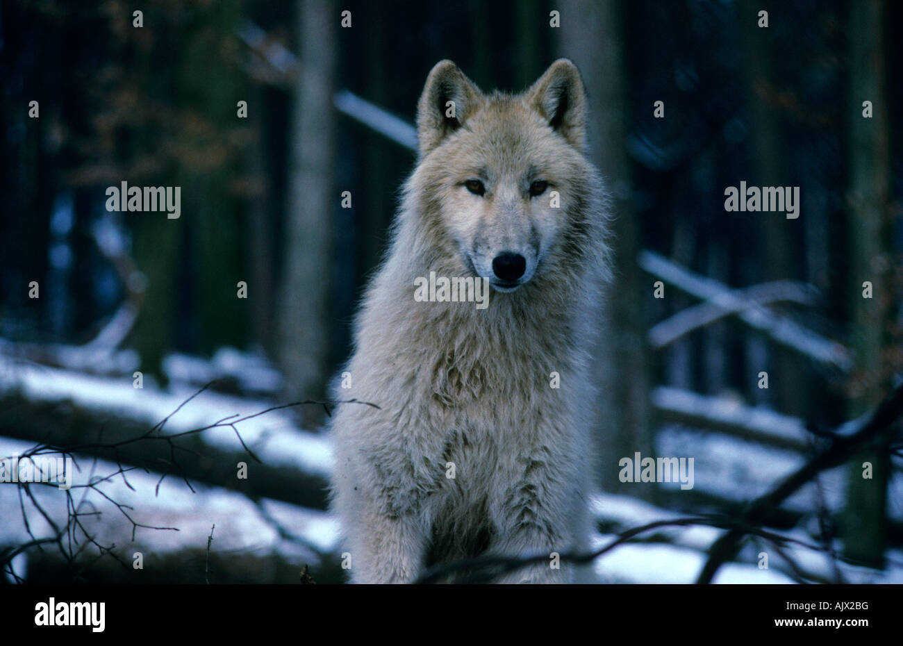 Alaskawolf | wolf from alaska Stock Photo
