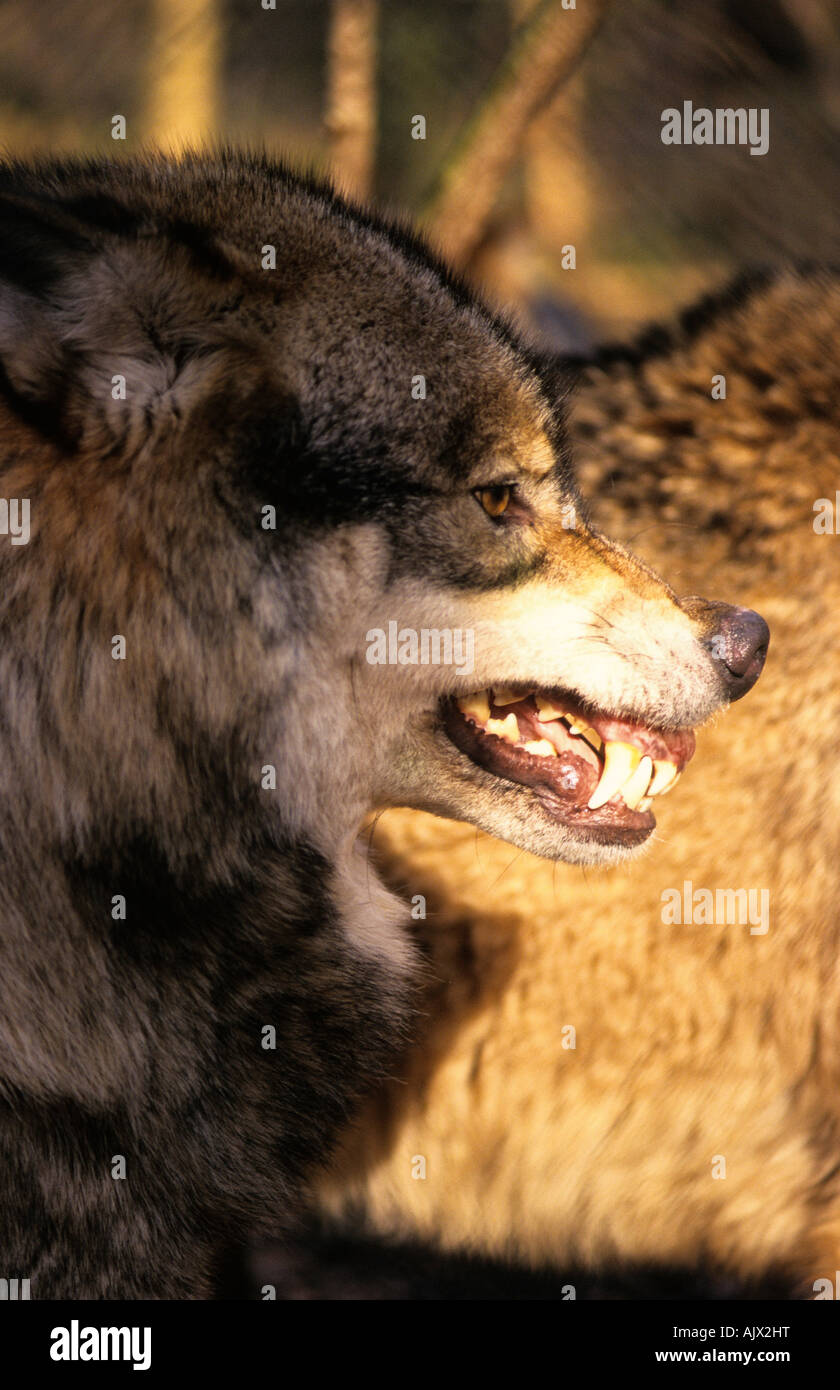 Europäischer Wolf Drohgebärde Canis lupus Wolfspark Werner Freund Merzig Saarland | european wolf threatening, Merzig Saarland Stock Photo