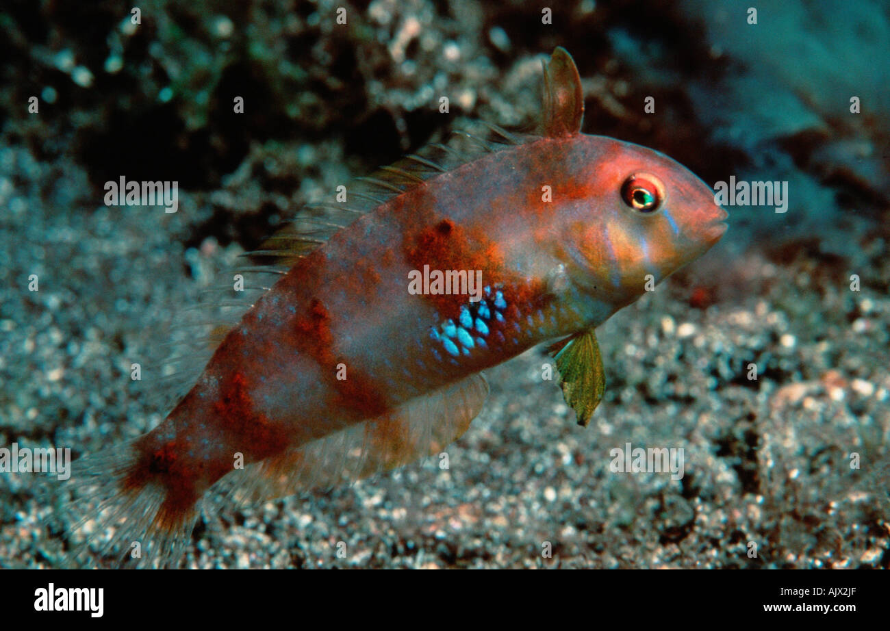 Cleaver Wrasse Stock Photo