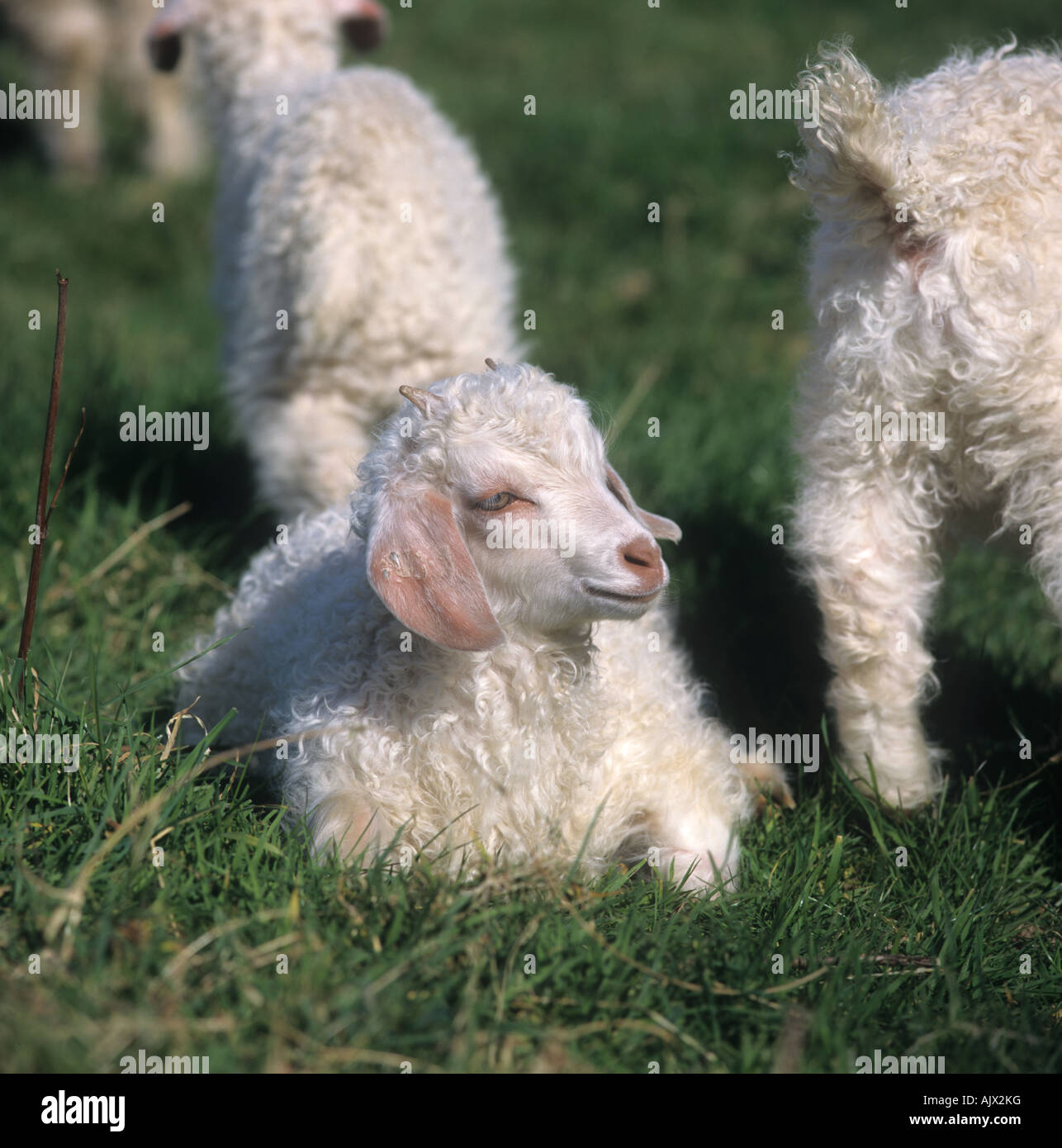 Very young angora goat kid with horns just growing lying on grass Stock Photo