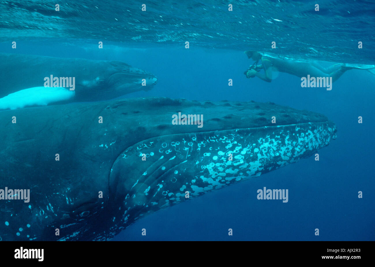 Humpback whale underwater diver hi-res stock photography and images - Alamy