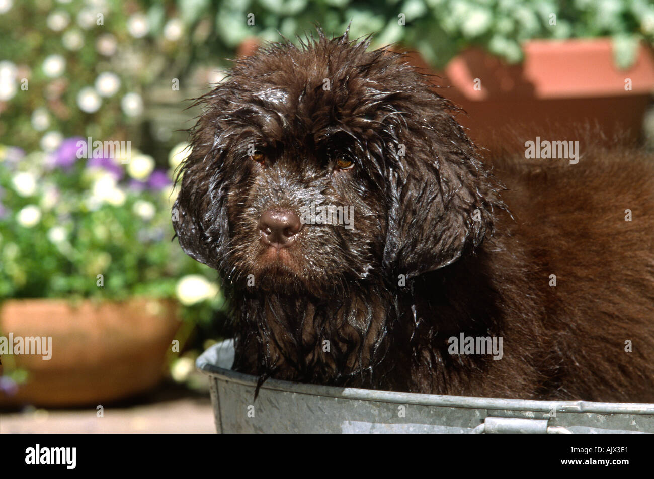 Portrait of Newfoundland Puppy playing in water pail Stock Photo