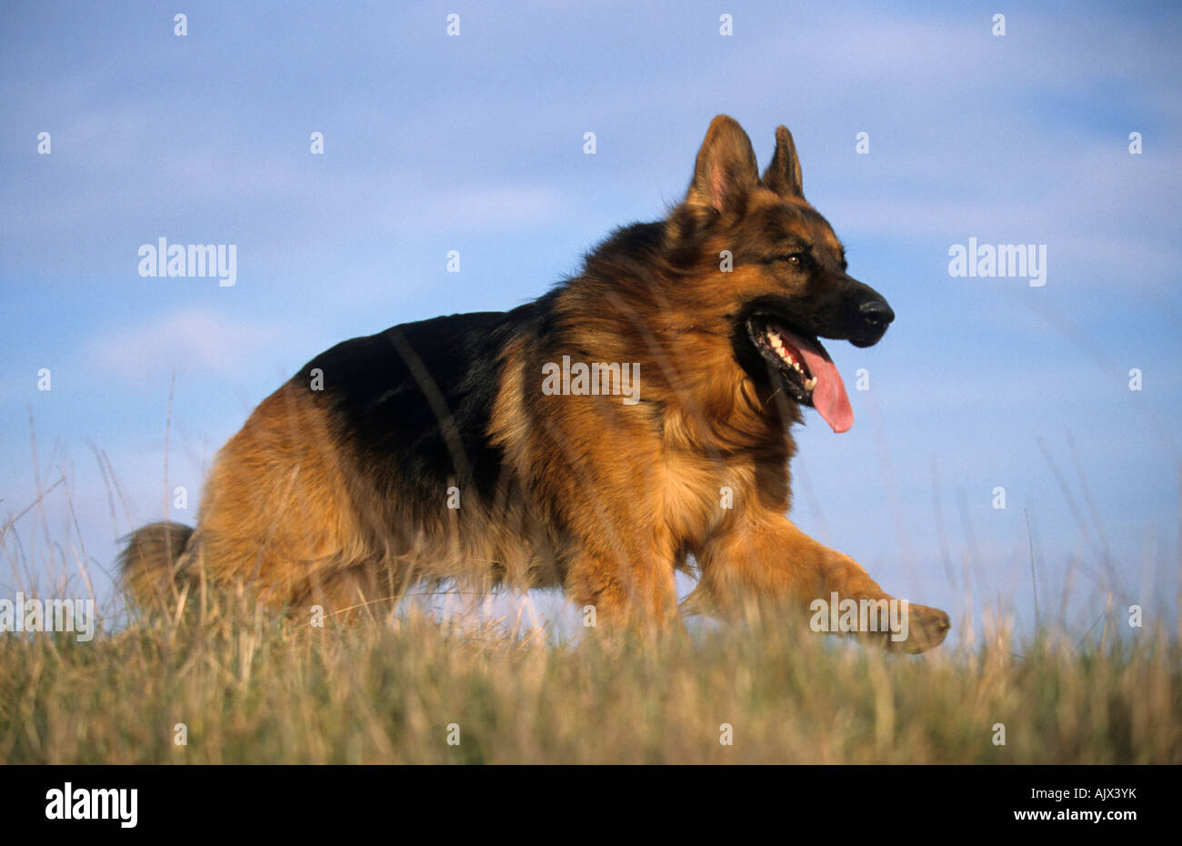 Altdeutscher Schäferhund in Wiese rennend | German shepherd dog running Stock Photo