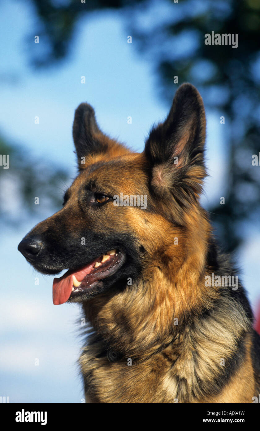 Altdeutscher Schäferhund weiblich Porträt | German shepherd dog female portrait Stock Photo