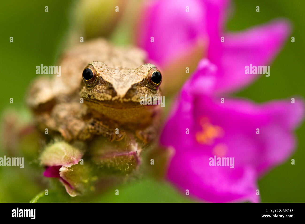 Spring peeper Hyla crucifer sitting on garden Spiderwort flower Ontario Stock Photo