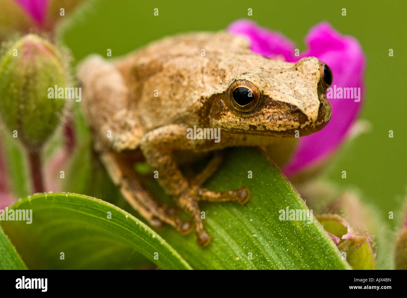 Spring peeper Hyla crucifer sitting on garden Spiderwort flower Ontario Stock Photo