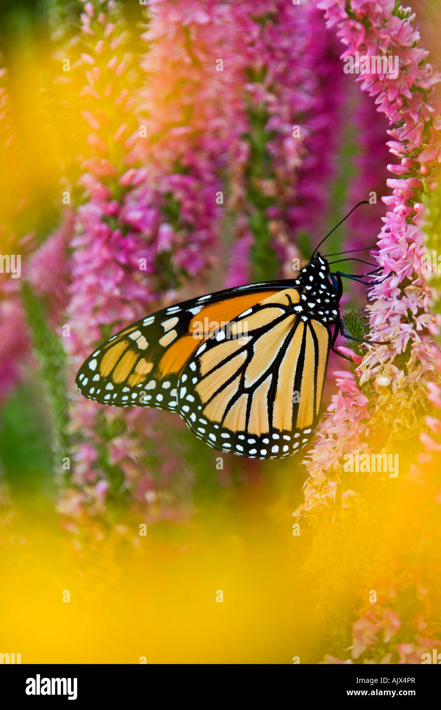 Monarch butterfly (Danaus plexippus) Adult nectaring speedwell flowers