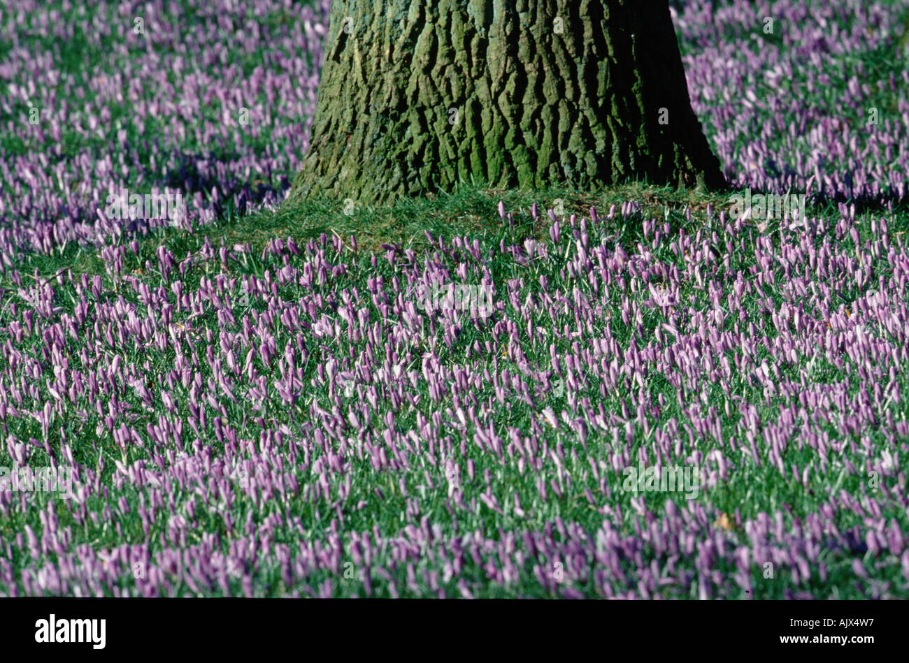 Crocus / Krokus Stock Photo