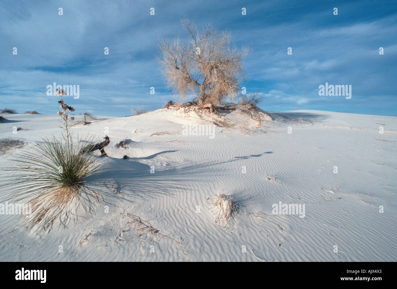 Rio Grande Cottonwood / Amerikanische Pappel Stock Photo