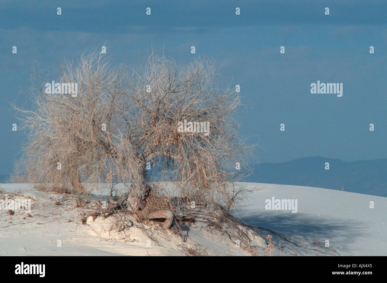Rio Grande Cottonwood / Amerikanische Pappel Stock Photo