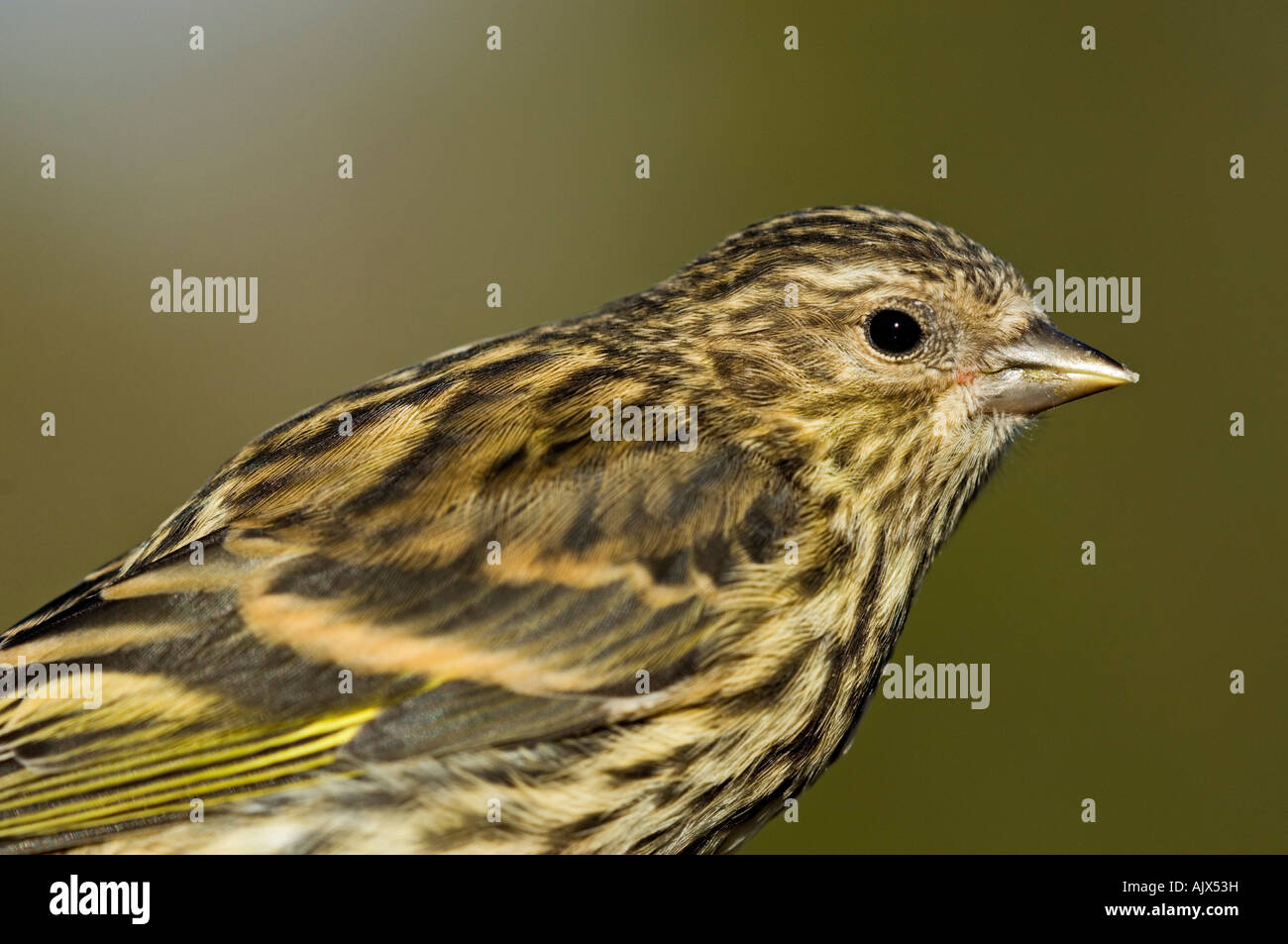 Pine siskin Carduelis pinus Specimen stunned by widow crash perched on human finger Ontario Stock Photo