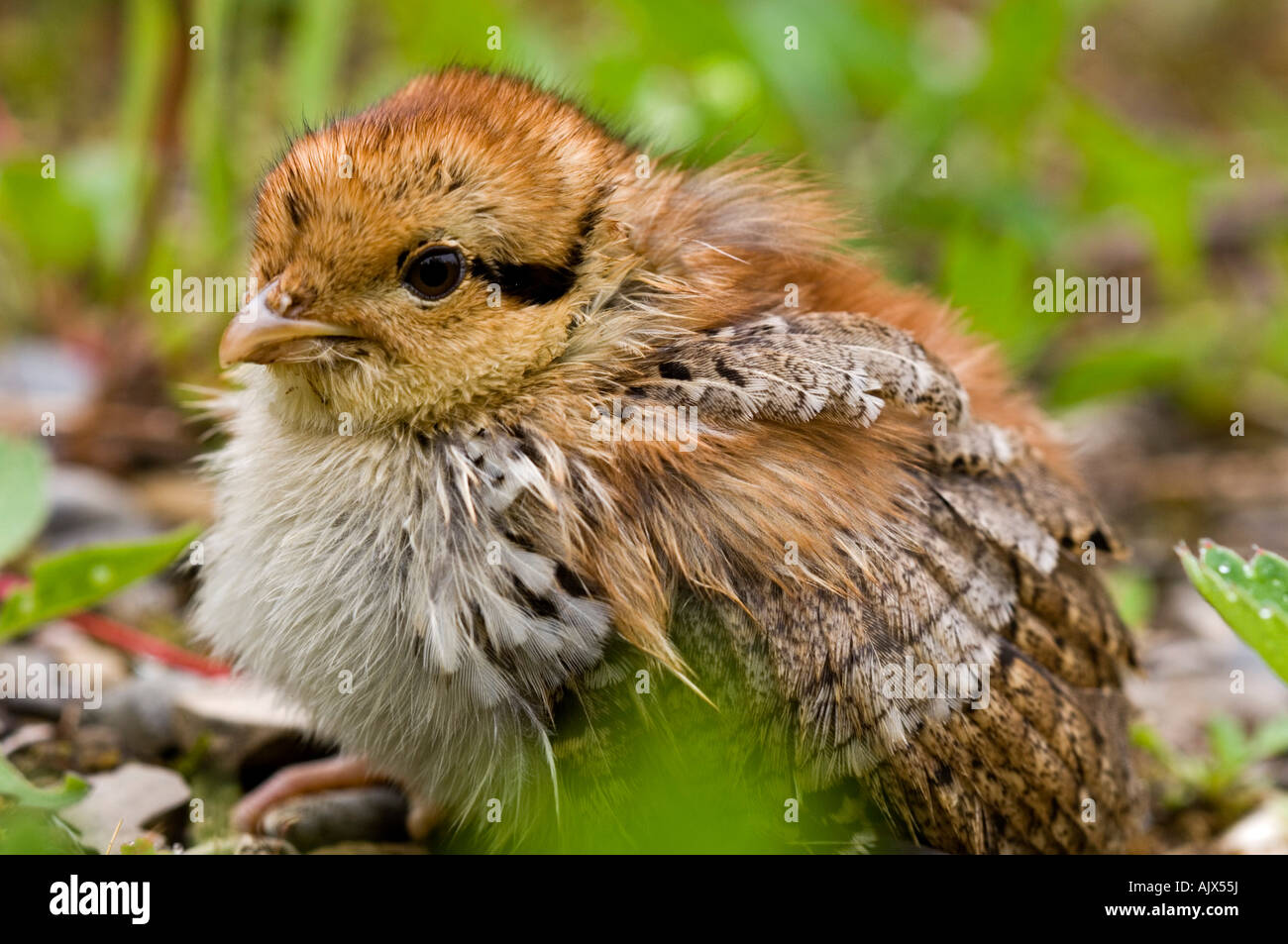 Ruffed grouse Bonassa umbellus Newborn chick in roadside gravel Gaspé Peninsula, Forillon National Park Stock Photo