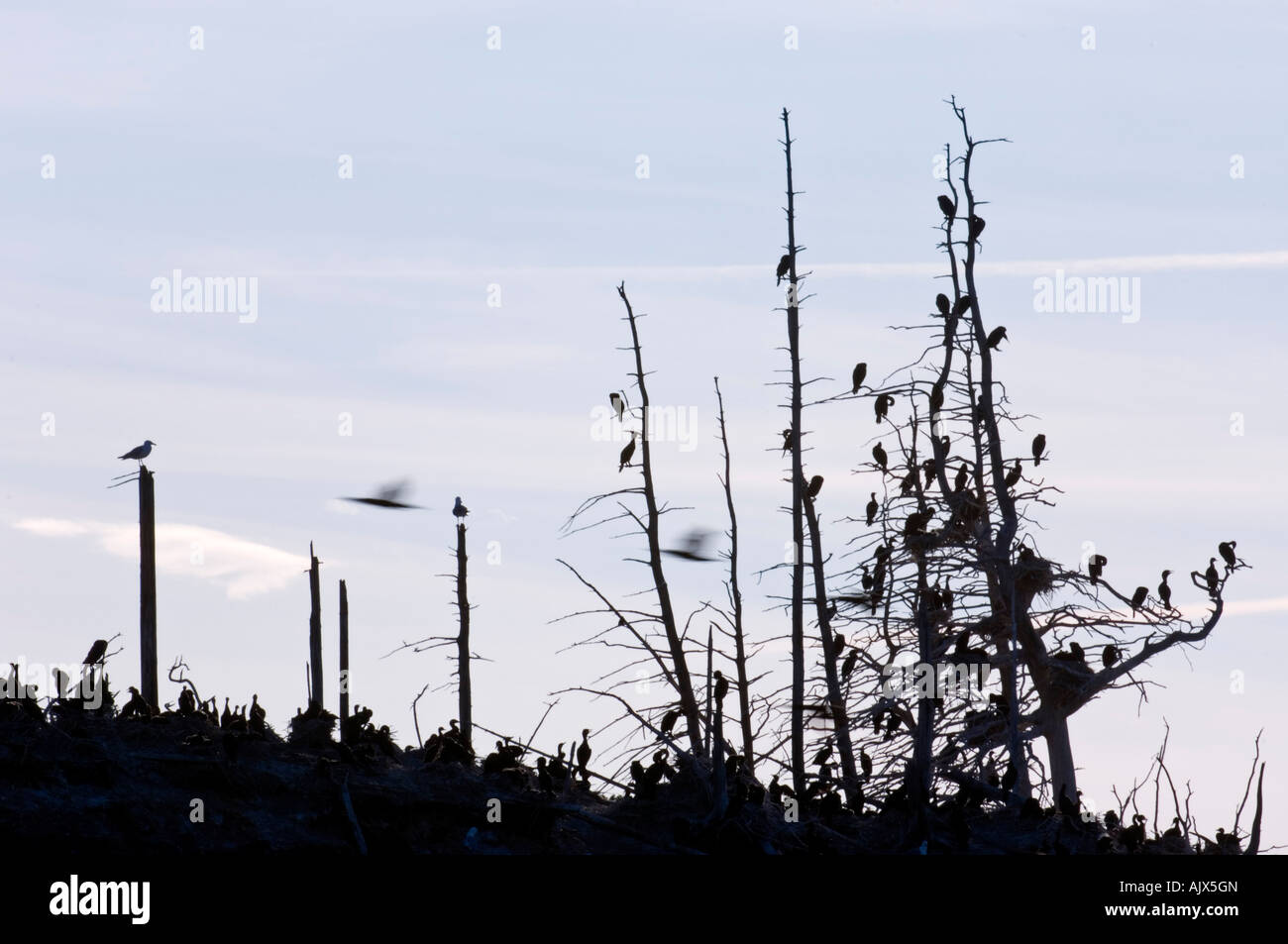 Double crested cormorant (Phalacrocorax auritus) Pokeshaw Island with silhouetted nesting birds Stock Photo