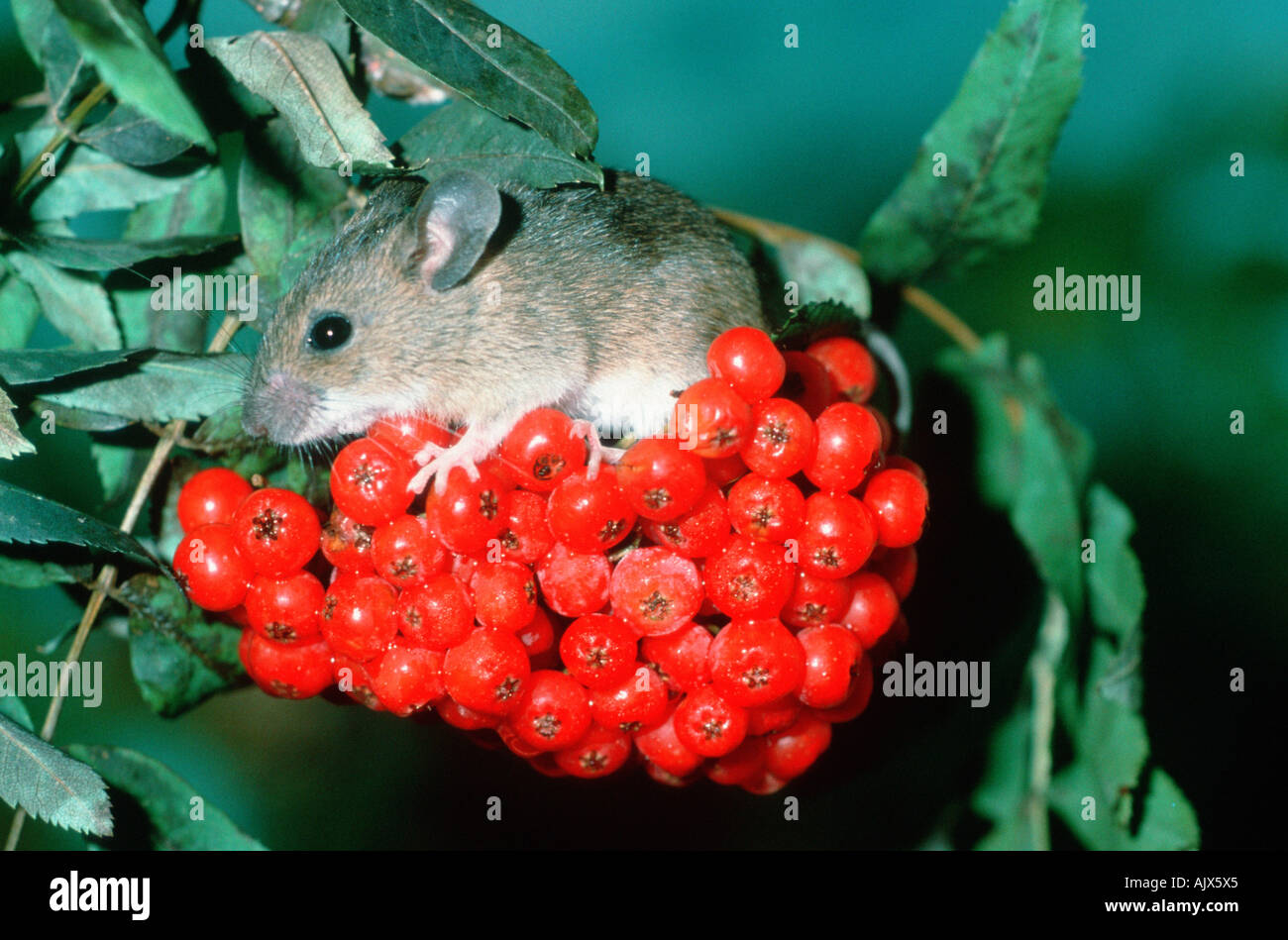 Yellow-necked Mouse / Gelbhalsmaus Stock Photo