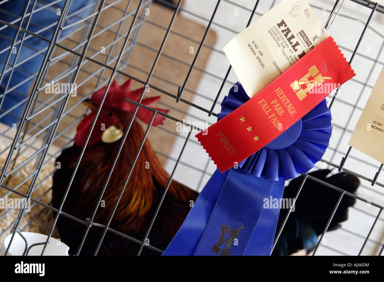 Rhode Island Red rooster first place winner in fall fair at Heritage Park Calgary Alberta Canada Stock Photo