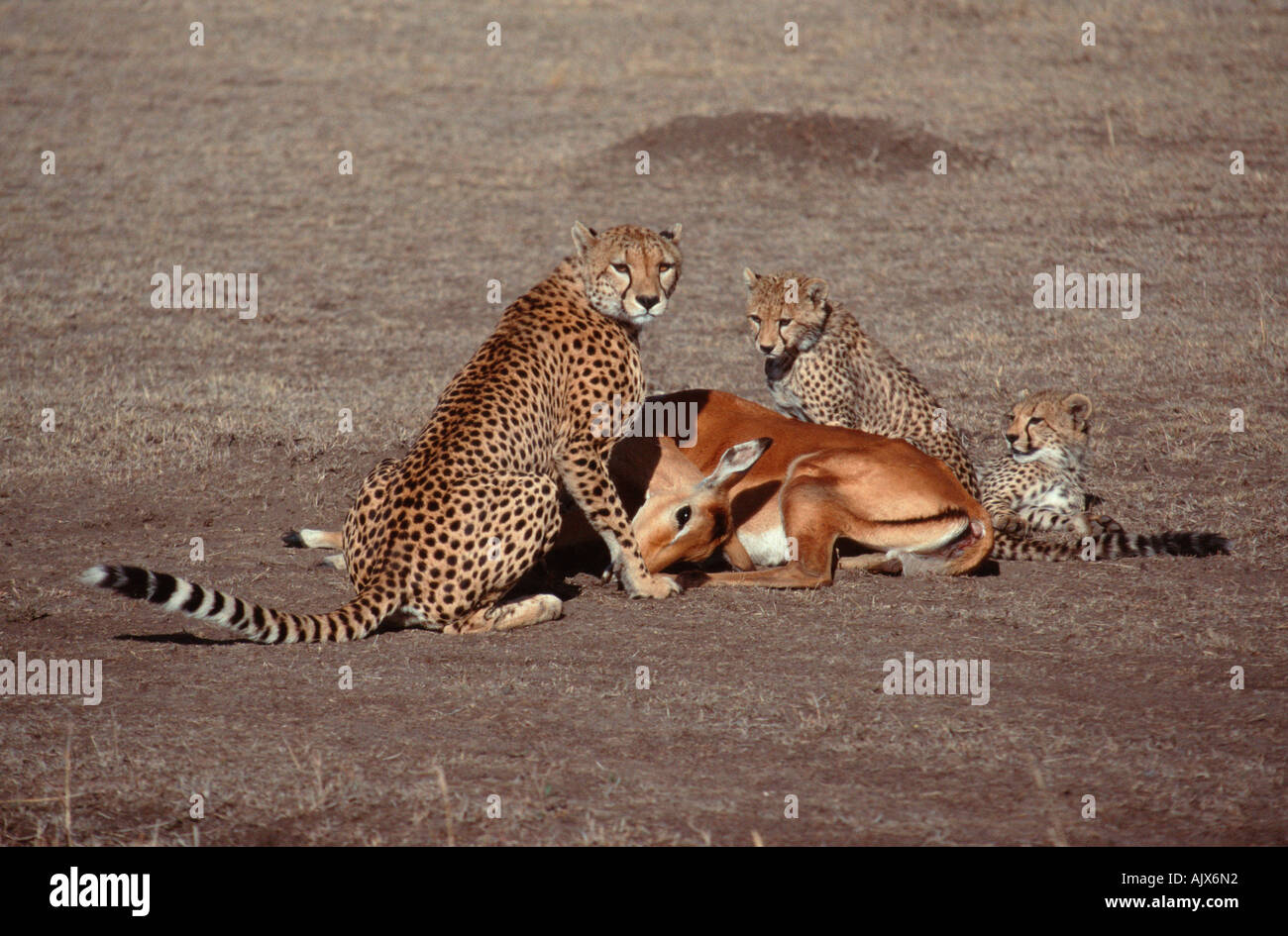 Cheetah / Gepard Stock Photo