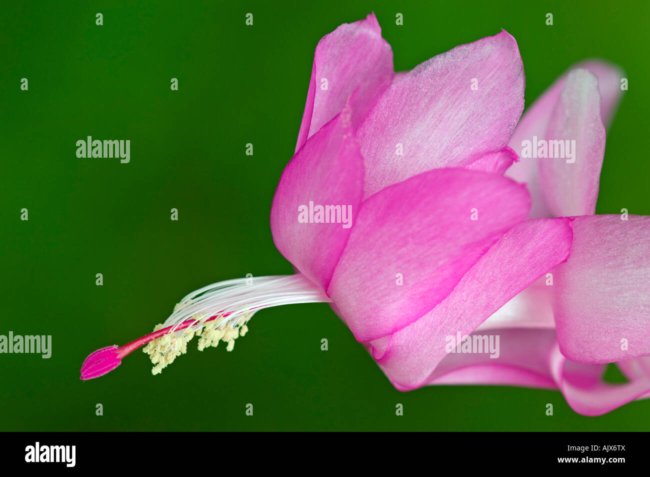 Christmas cactus (Schlumbergera spp.) Flower detail in blooming pink , Greater Sudbury, Ontario, Canada Stock Photo