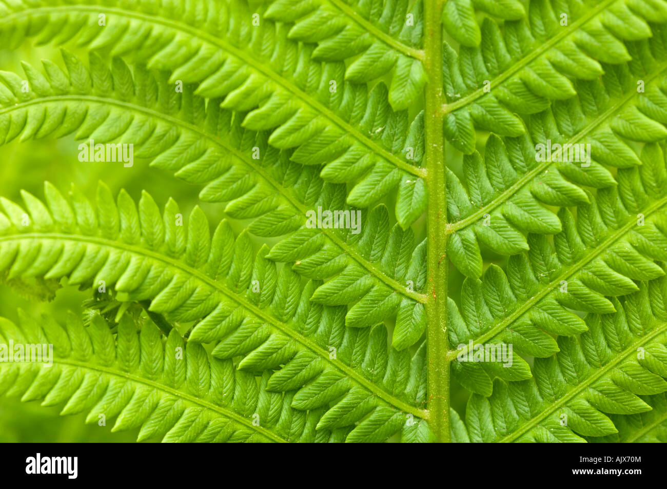 Cinnamon fern (Osmunda cinnamomea) Detail of emerging fronds, Greater Sudbury, Ontario, Canada Stock Photo
