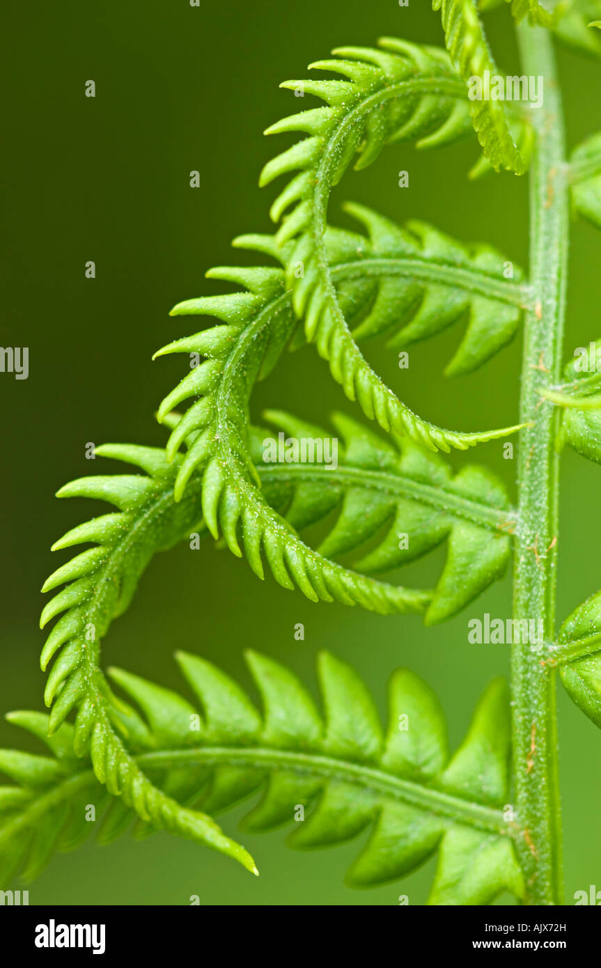 Cinnamon fern (Osmunda cinnamomea) Detail of emerging fronds, Greater Sudbury, Ontario, Canada Stock Photo