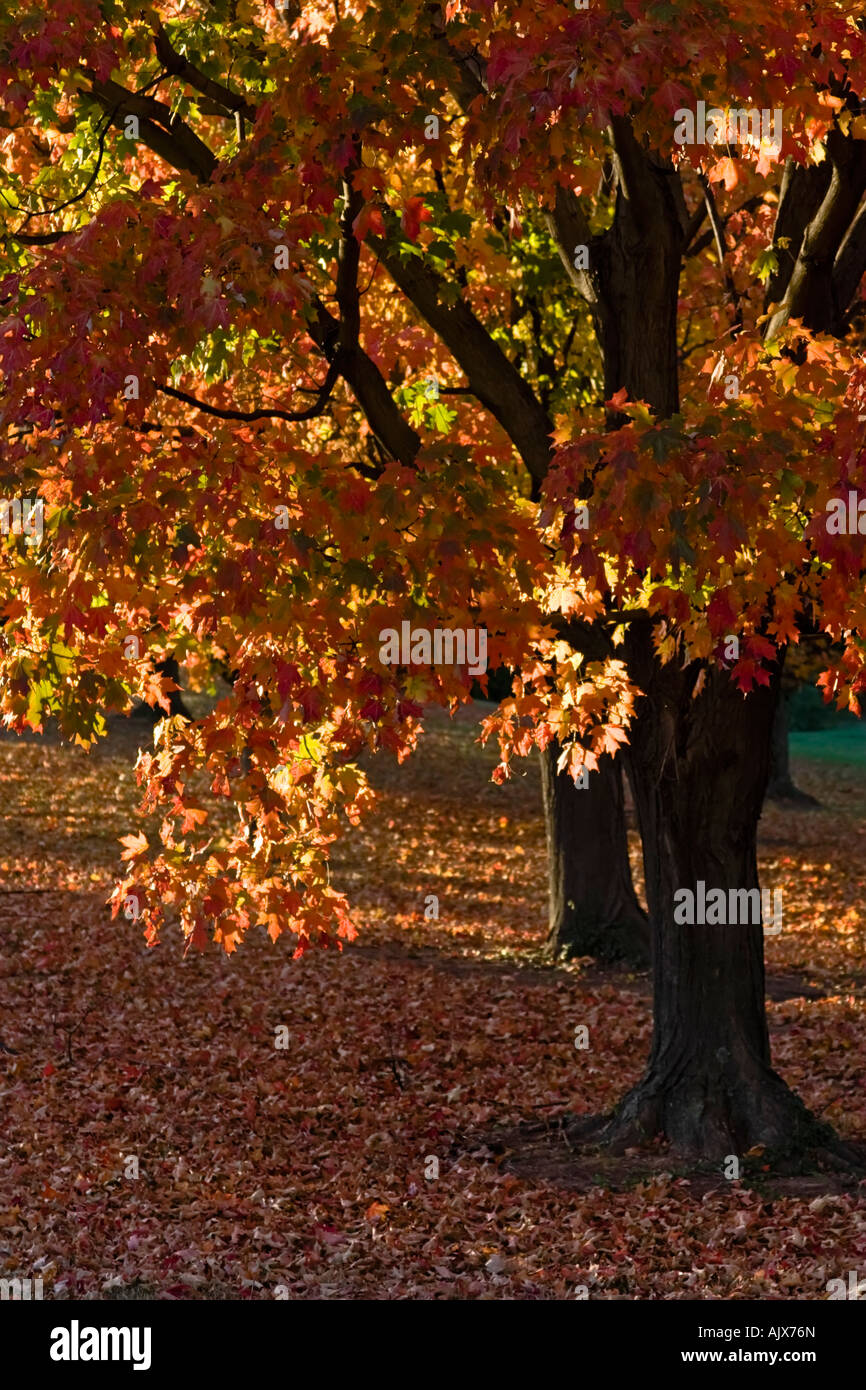Bright fall colors in Virginia Stock Photo - Alamy