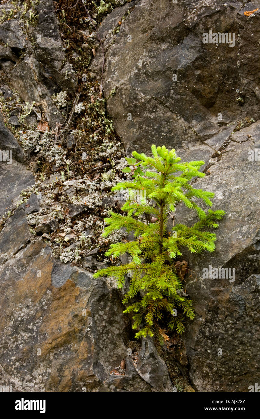 Spruce seedling (Picea glauca) growing on rockface Ontario Stock Photo
