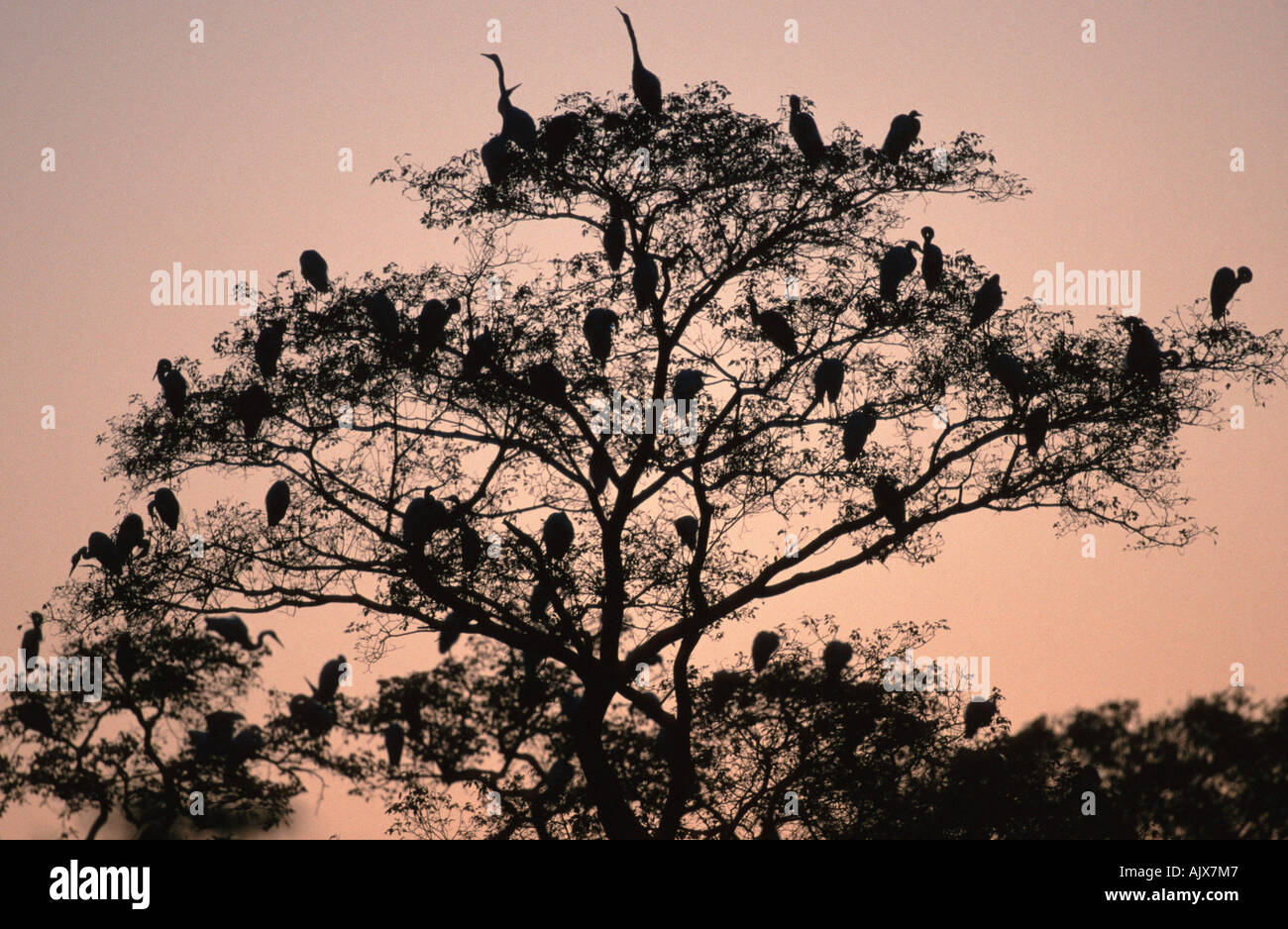 Herons sleeping on tree / Reiher schlafen auf Baum Stock Photo