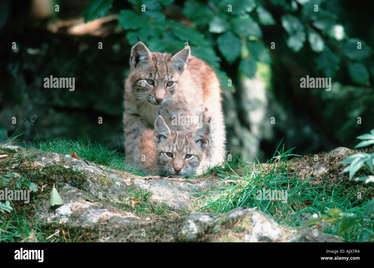 European Lynx / Europaeischer Luchs Stock Photo